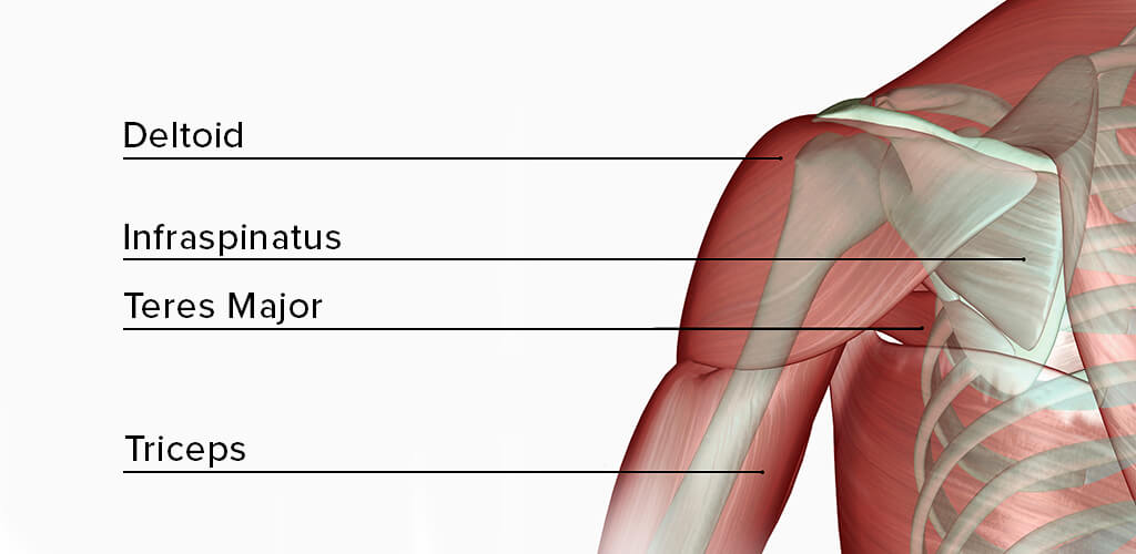 Names of the muscles that make up the shoulder.