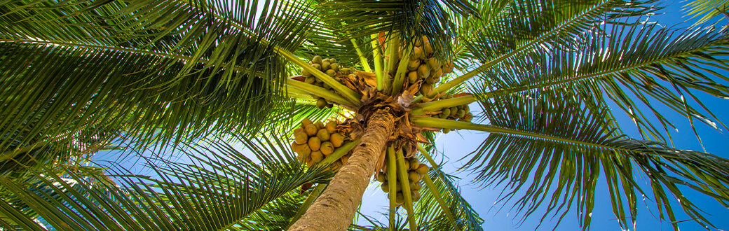Coconuts in a palm tree.