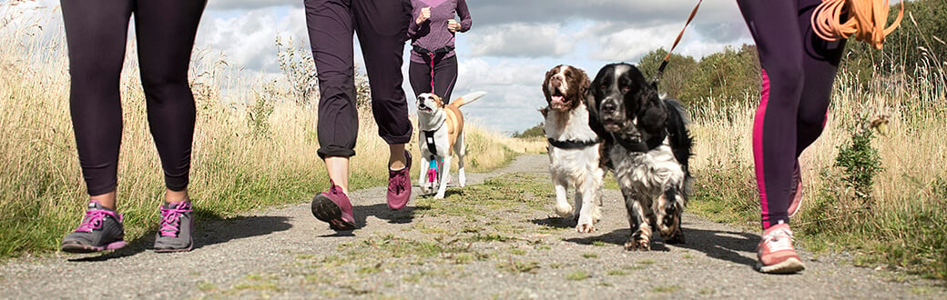 How You And Your Pet Can Take the Fitness Journey Together