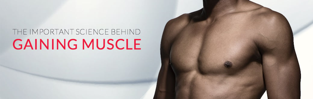 The Important Science Behind Gaining Muscle